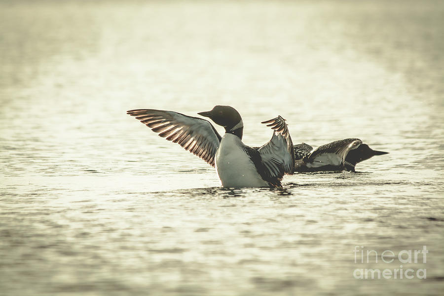 Loons on the Lake Photograph by Cheryl Baxter