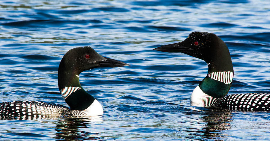 Loons on the Lake Photograph by Steve Brown