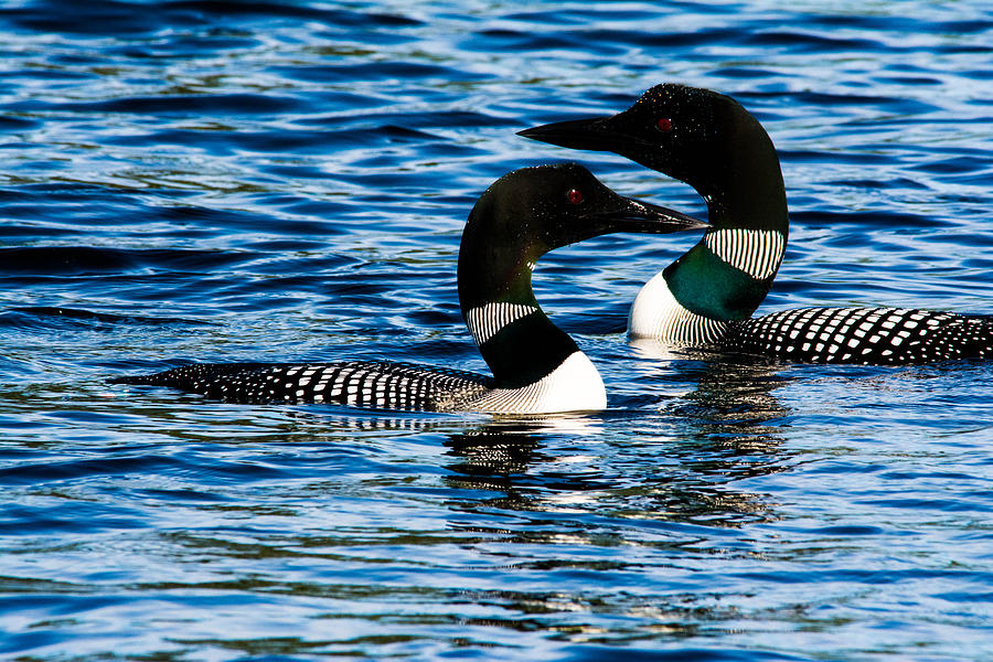Loons on a New Hampshire Lake Photograph by Steve Brown