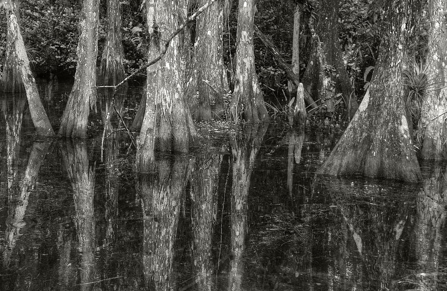 Loop Road Swamp #5 Photograph by Michael Kirk