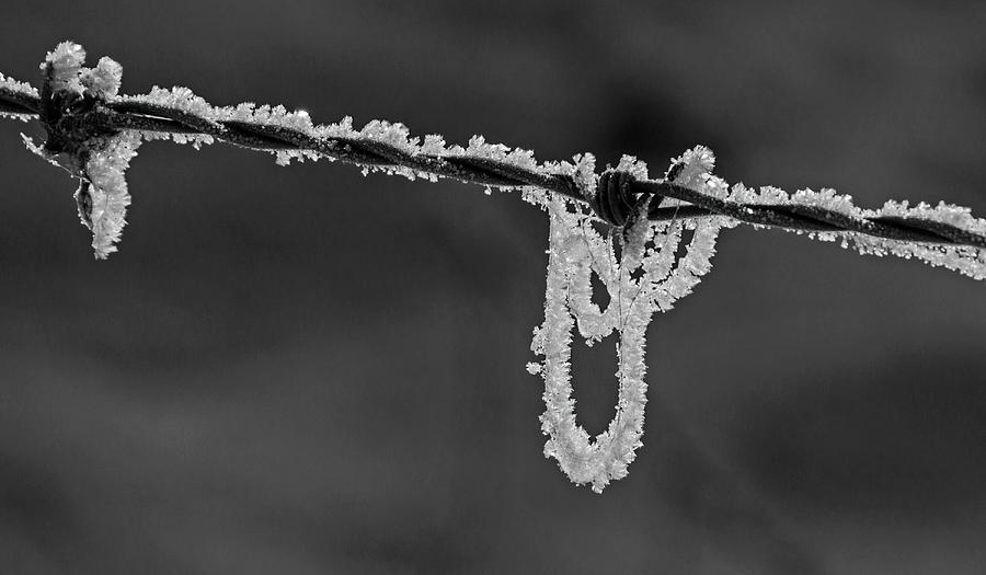 Looped frost Photograph by Inge Riis McDonald