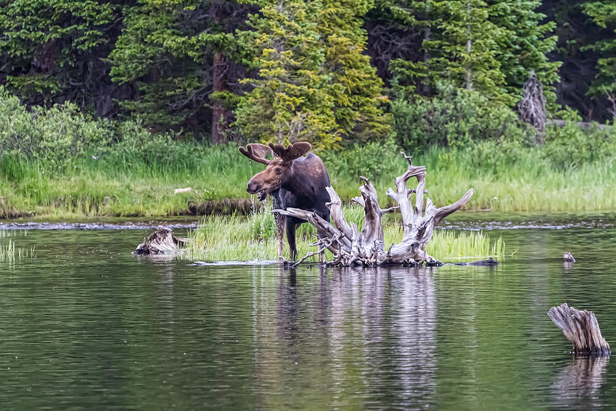 Loose Moose Photograph by James BO Insogna