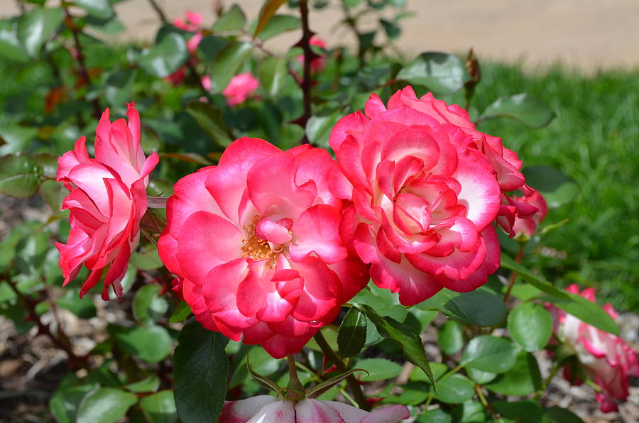 Loose Park Rose Garden 1 Photograph By Jessea Negless