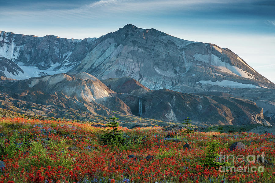 Loowit Falls Mount St Helens Wildflowers Photograph by Mike Reid