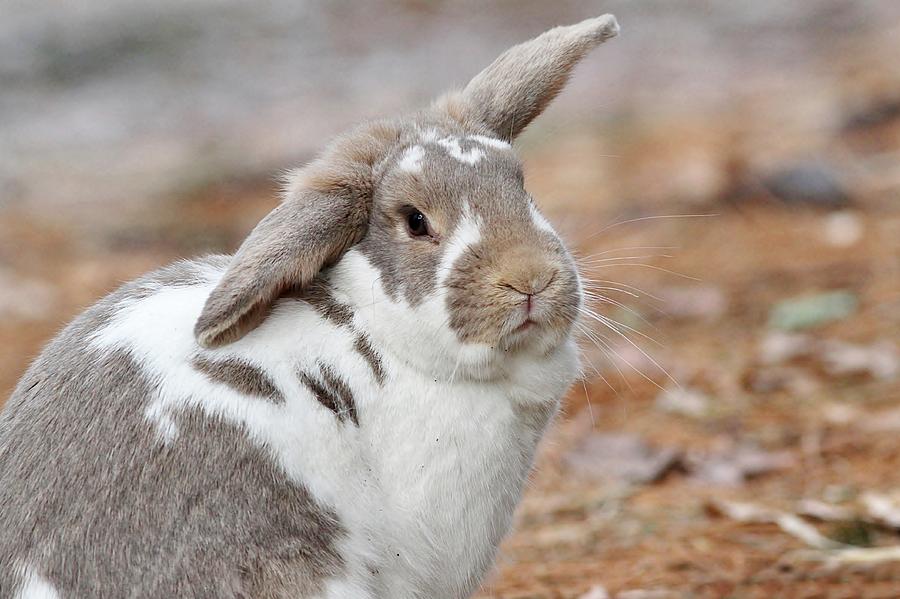 lop-eared-bunny-photograph-by-linda-crockett-fine-art-america