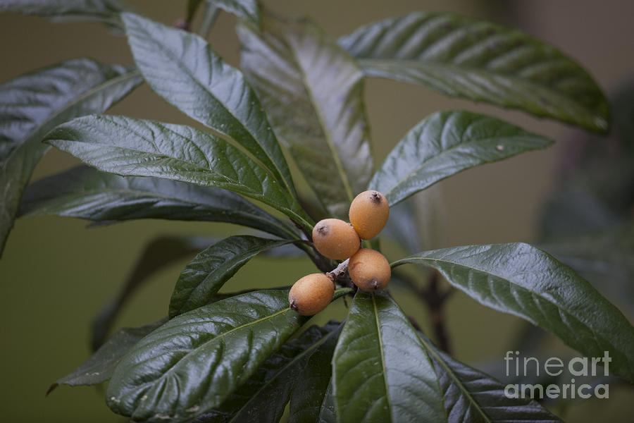 Tree Photograph - Loquat Fruit by Dale Powell