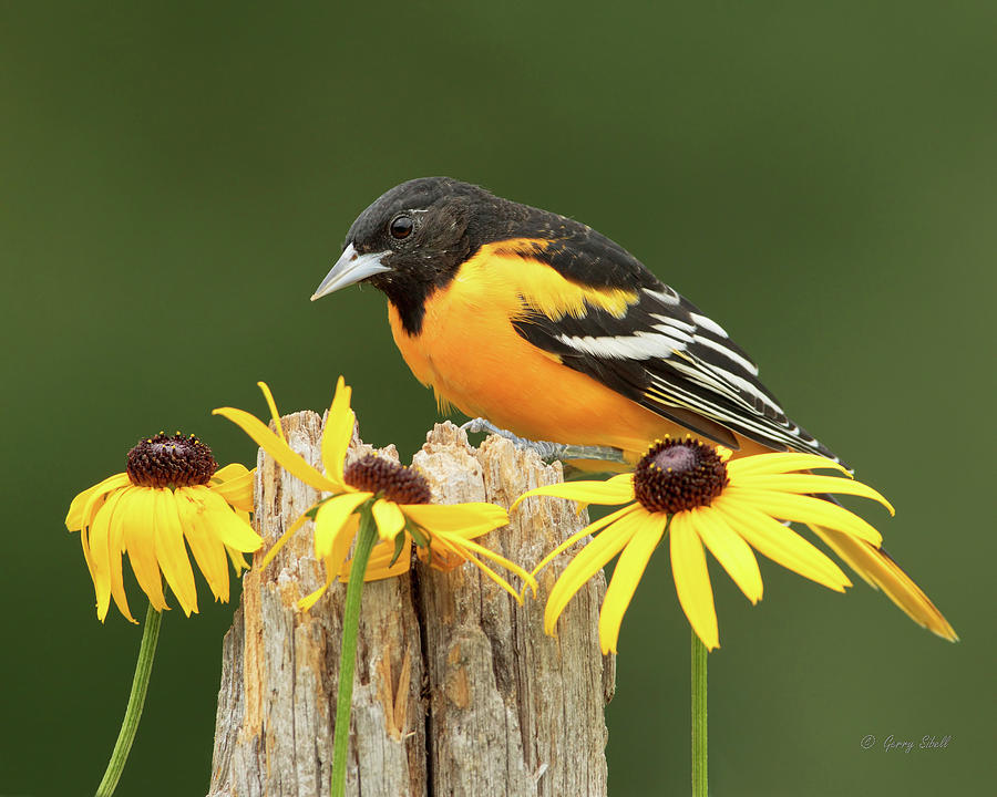 Baltimore Orioles Photograph - Lord Baltimore by Gerry Sibell