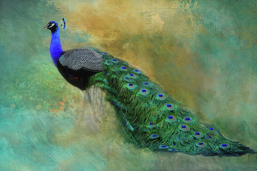 Lord Peacock Photograph by HH Photography of Florida