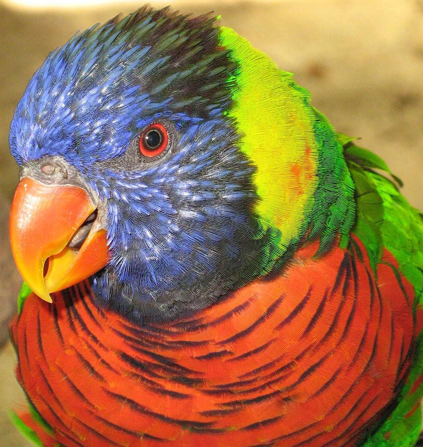 Parrot Photograph - Lorie by Rebecca Shupp