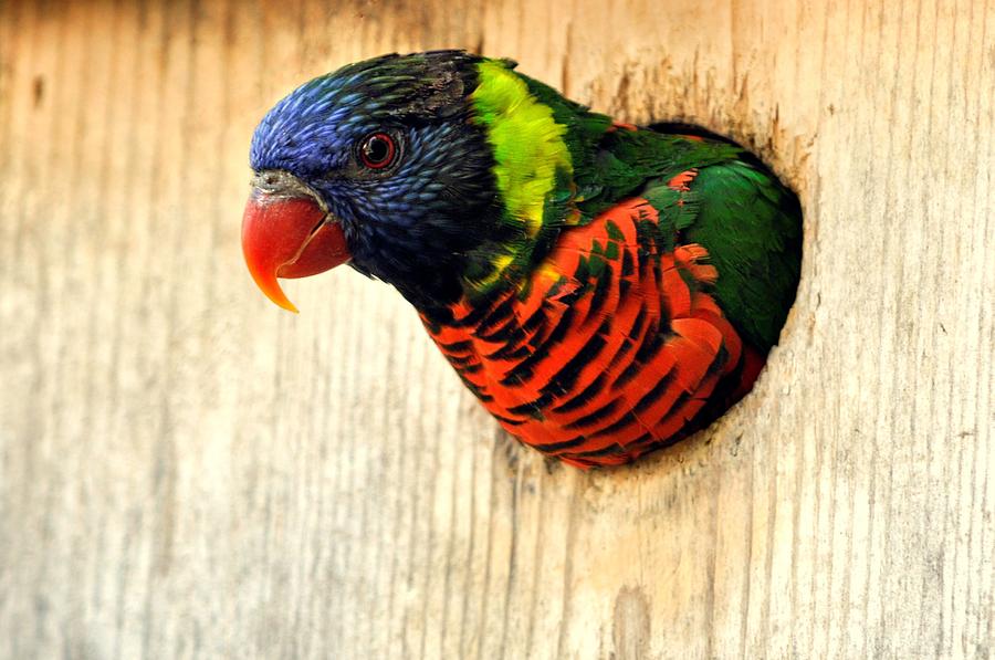 Lorikeet a Rainbow of Color Looking Out Photograph by Laura Mountainspring
