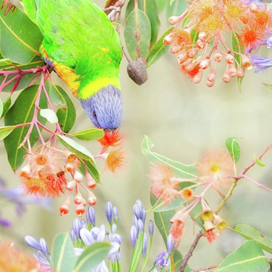 Lorikeet Amongst The Eucalyptus Flowers Photograph by Margaret Goodwin