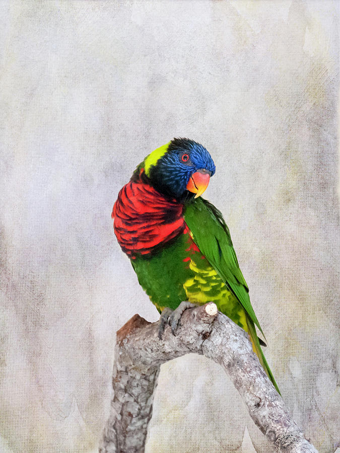 Parrot Photograph - Lorikeet Greeting by Phyllis Taylor