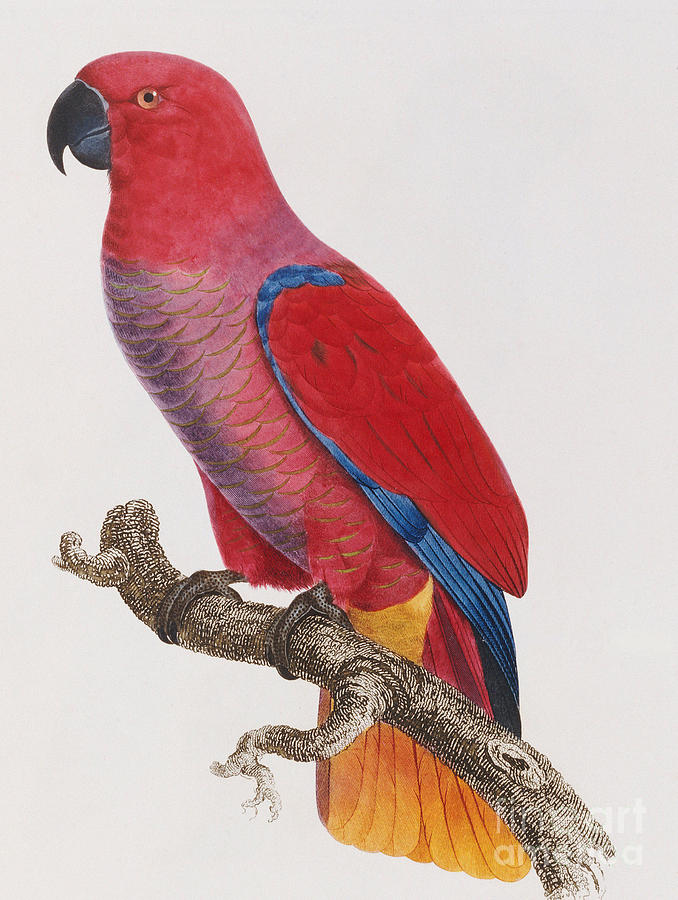 Parrot Painting - Lorikeet by Jacques Barraband