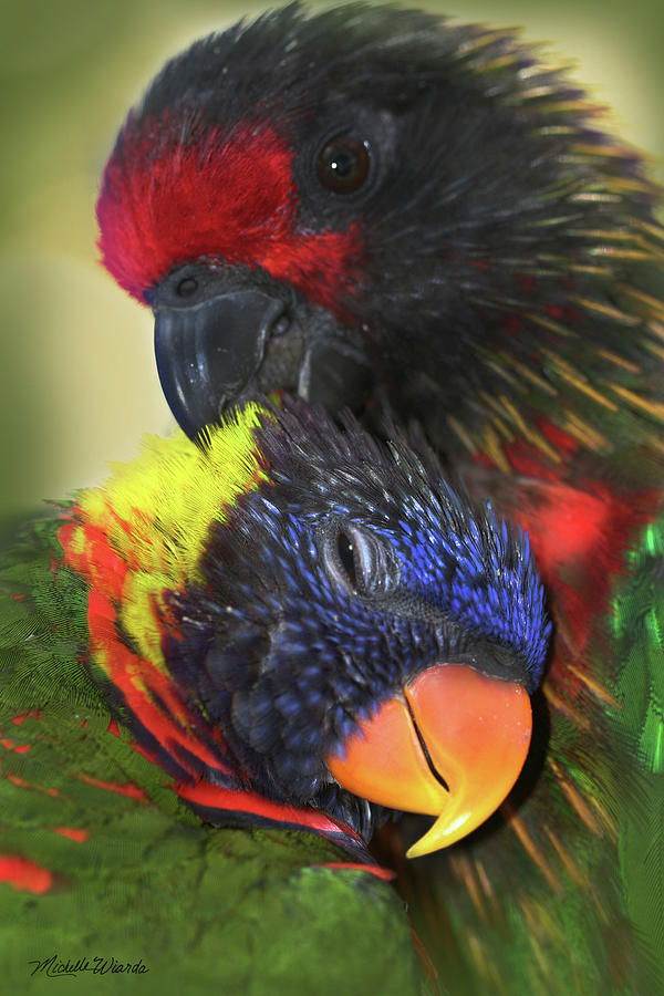 Lorikeet Lovers Photograph by Michelle Constantine