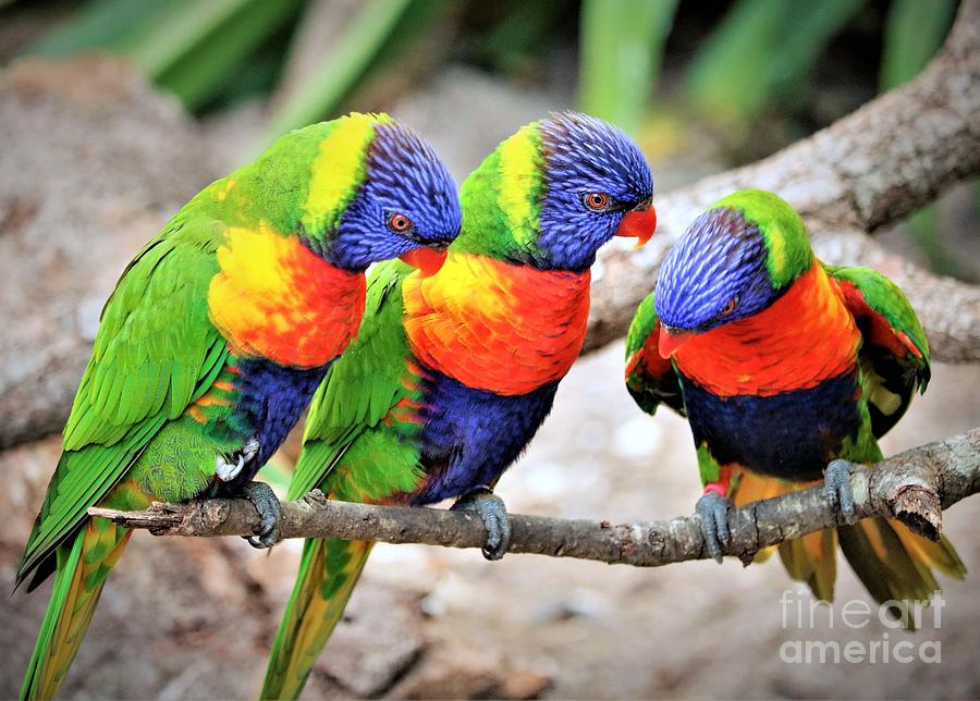 Lorikeet Trio Gossip Photograph by Diann Fisher - Fine Art America