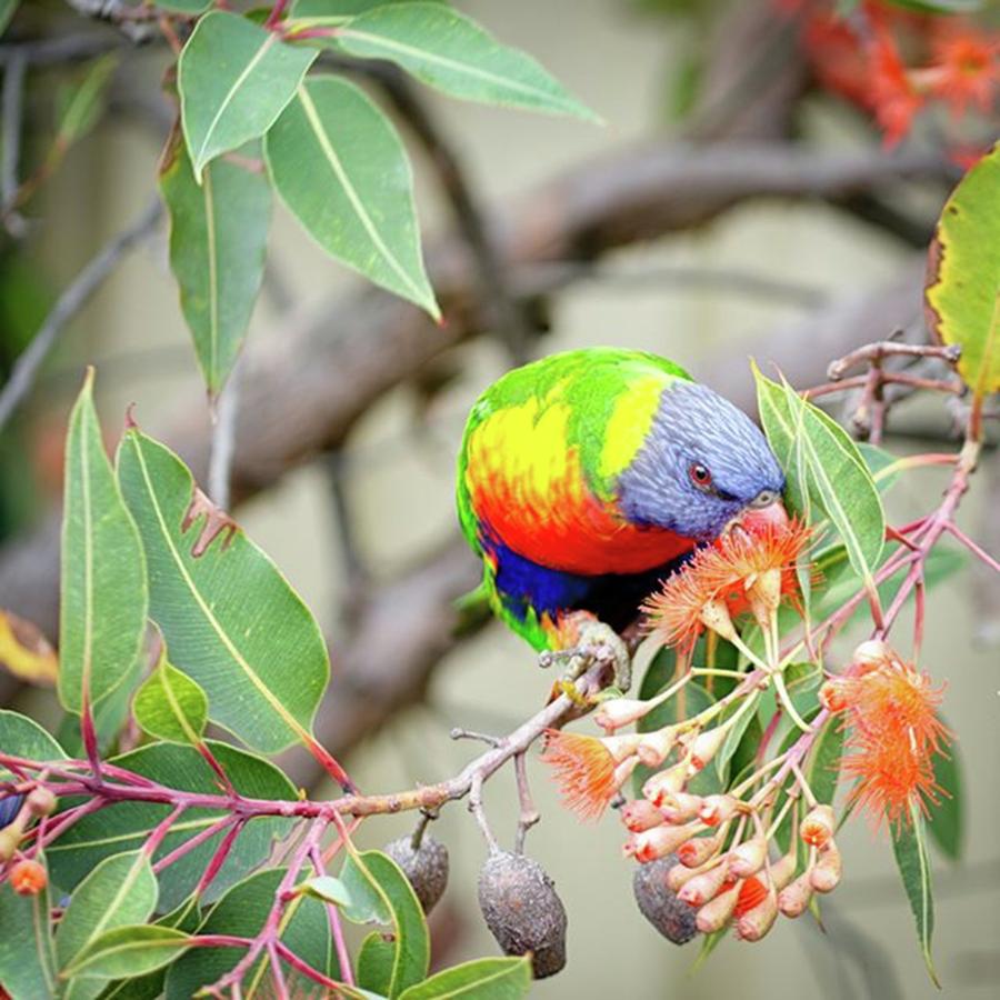 Bird Photograph - Lorikeet With Flowering by Margaret Goodwin