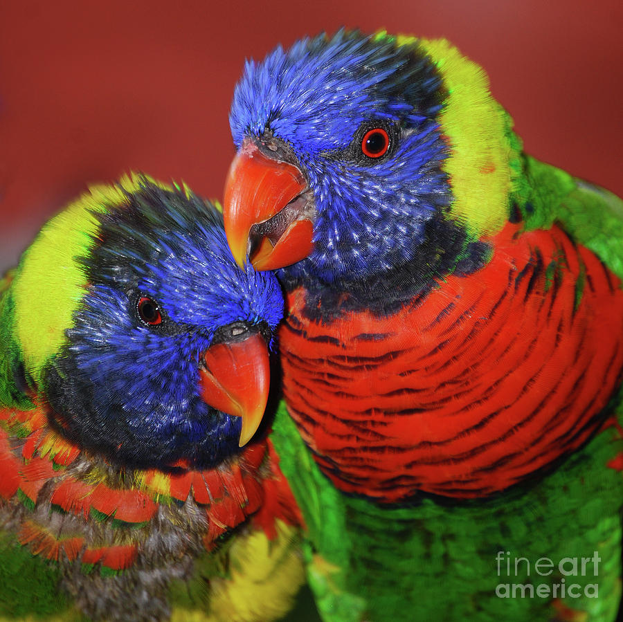 Lorikeets A Pair Photograph by Skip Willits