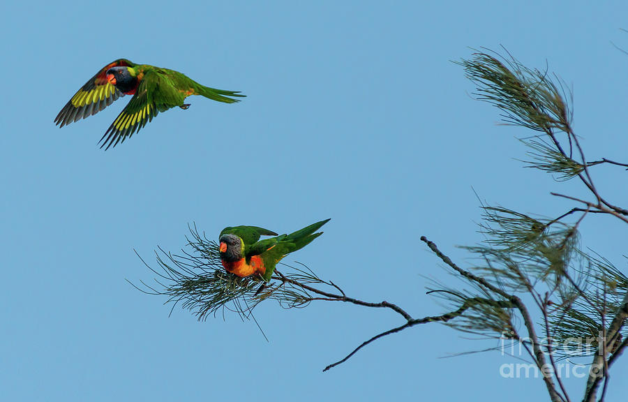 Lorikeets Photograph by Andrew Michael