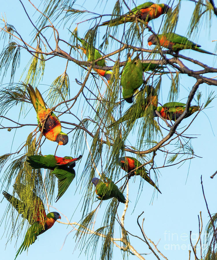 Lorikeets swarming  Photograph by Andrew Michael