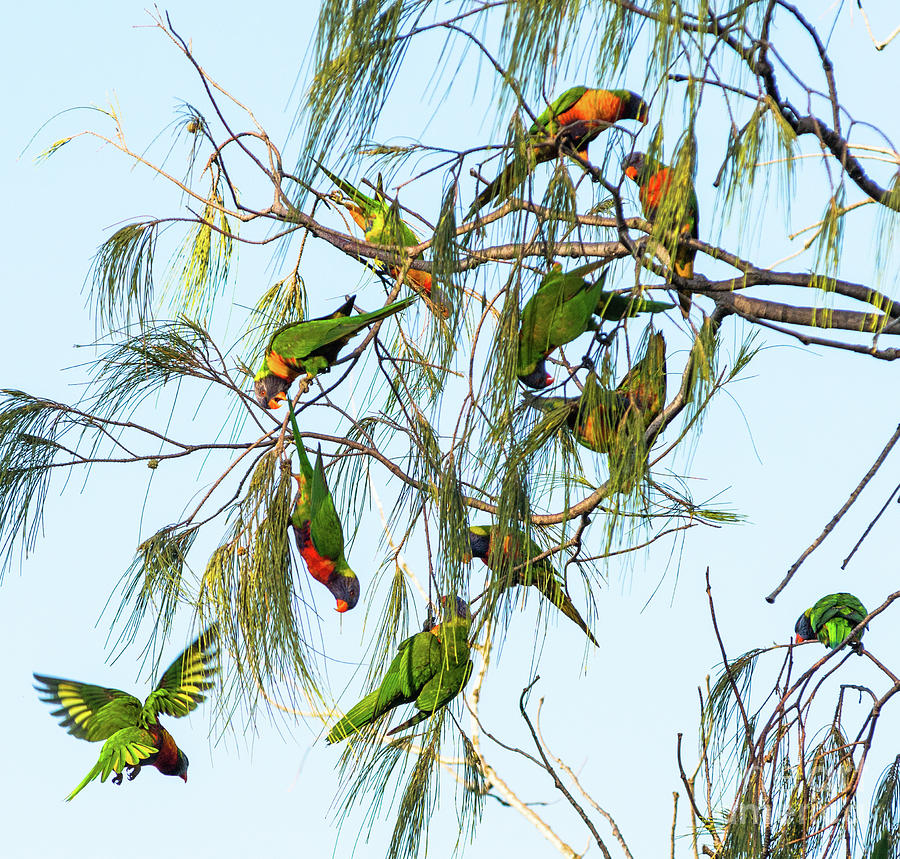 Lorikeets swarming from tree to tree Photograph by Andrew Michael