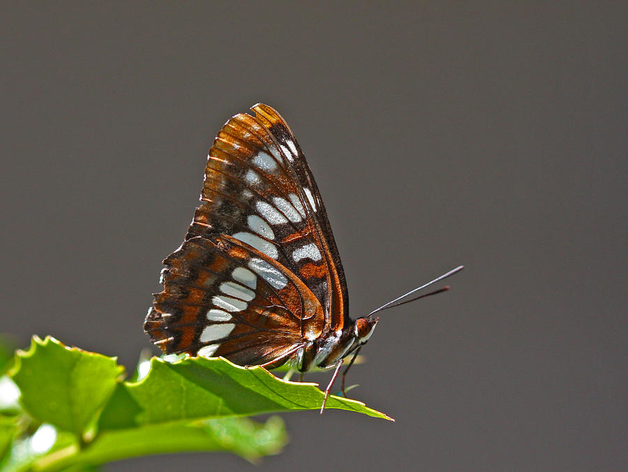 Butterfly Photograph - Lorquins Admiral by Gary Wing