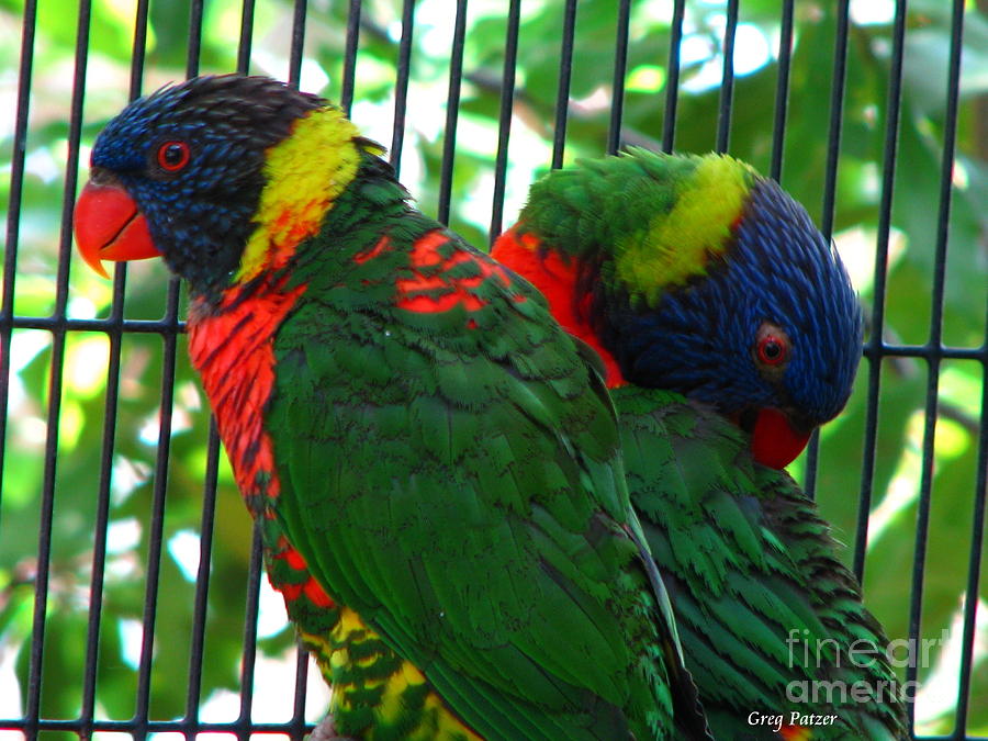 Parrot Photograph - Lory by Greg Patzer