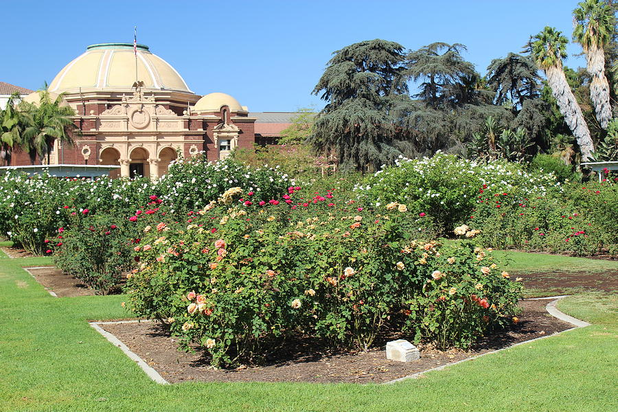 Los Angeles County Natural Museum Rose Garden 4 Photograph By