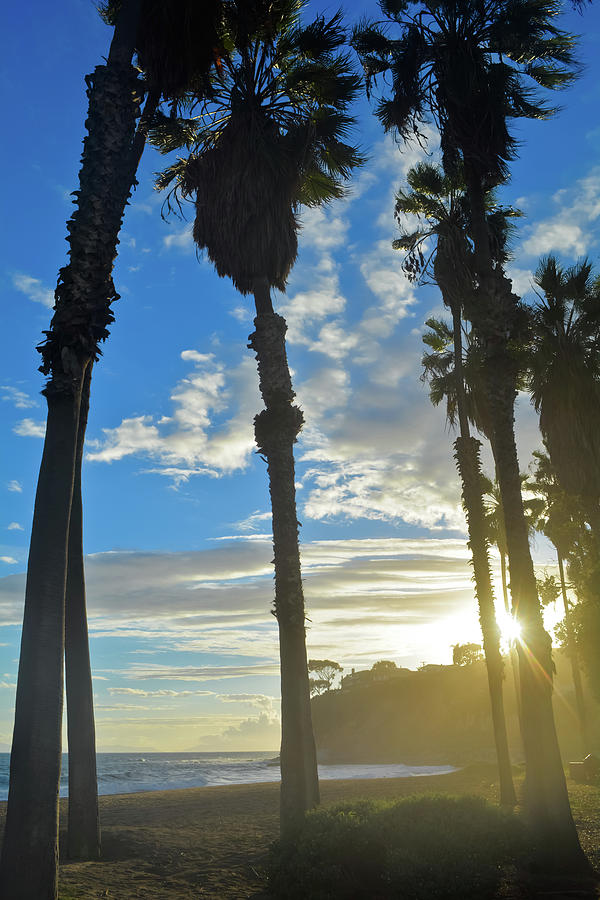 Los Angeles Palms Photograph by Kyle Hanson
