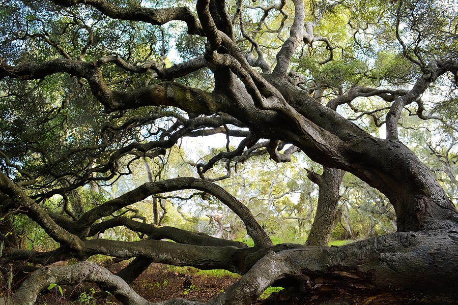Los Osos Oaks State Natural Reserve Photograph by Kyle Hanson