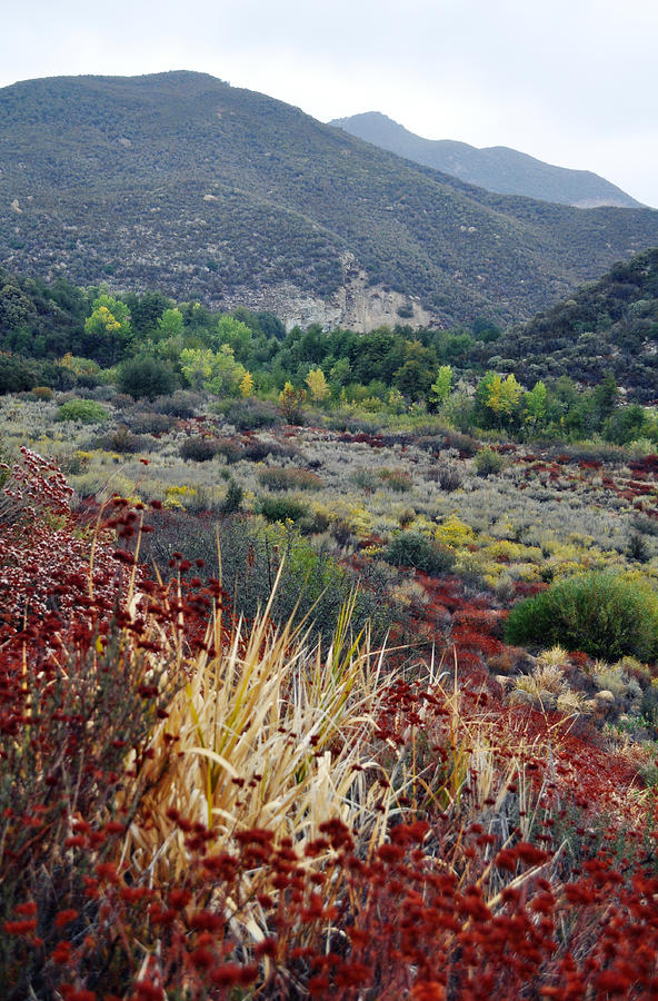 Los Padres National Forest Fall Foliage 3 Photograph by Kyle Hanson