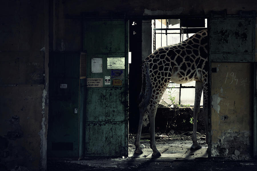 Nature Photograph - Lost Animals -  Series nr.2 by Zoltan Toth