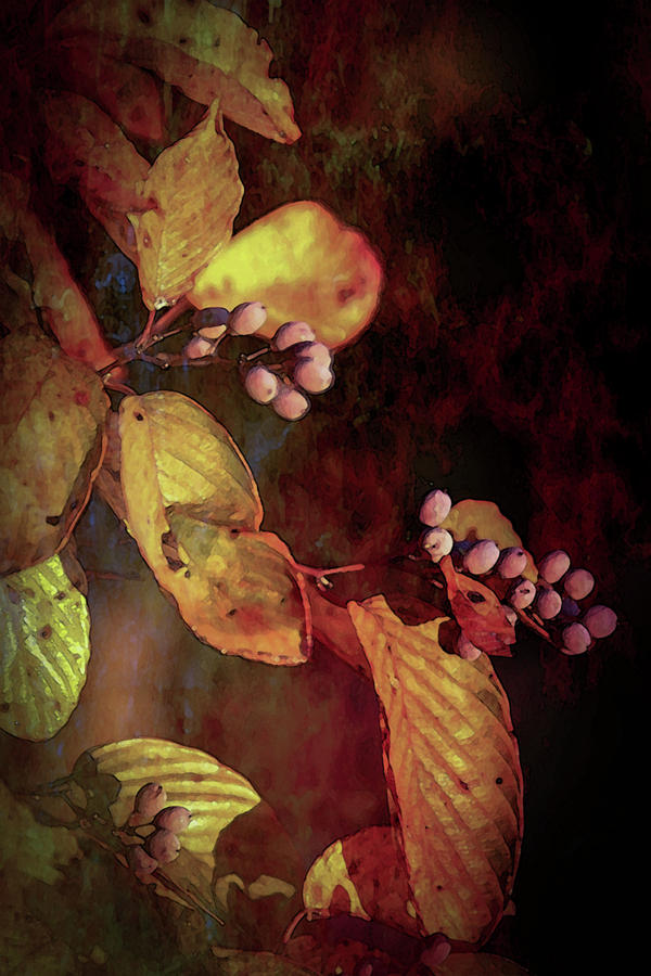 Lost Autumn Berries 6043 LDP_2 Photograph by Steven Ward