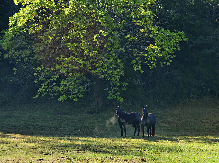 Lost Creek Horse Farm Photograph by Ben Prepelka