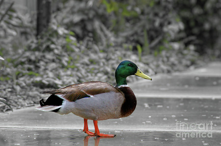 Lost Duck Photograph by Mariola Bitner