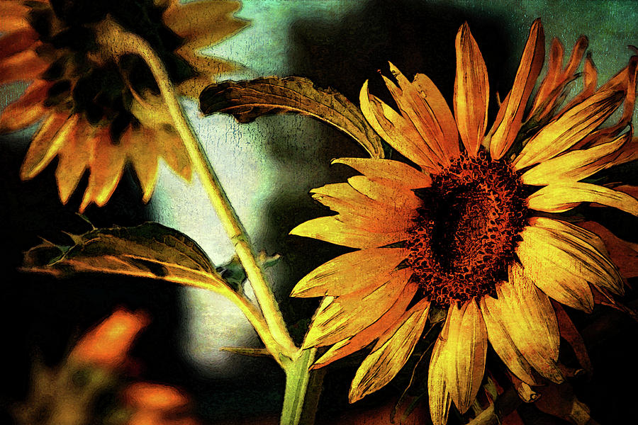 Lost End of Day Sunflowers Digital Painting 2244 LDP_2 Photograph by Steven Ward