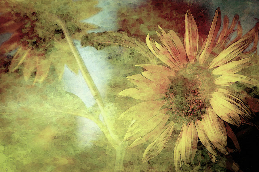 Lost End of Day Sunflowers Digital Watercolor 2244 LW_2 Photograph by Steven Ward