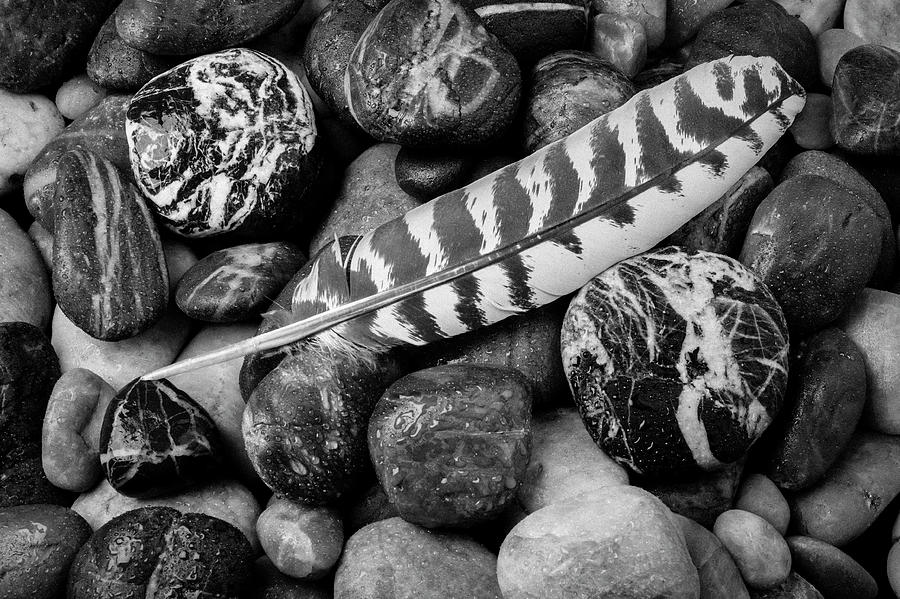 Lost Feather In Black And White Photograph by Garry Gay
