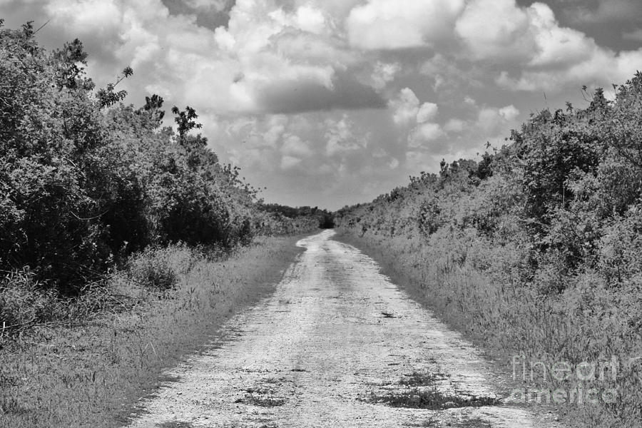 Tree Photograph - Lost Highway by Chuck Hicks