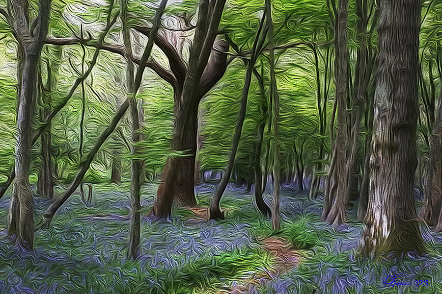 Lost in a Bluebell wood Photograph by Vincent Franco