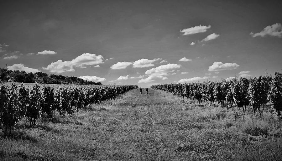 Lost in a Vineyard - Black and White Photograph by Mark Mitchell