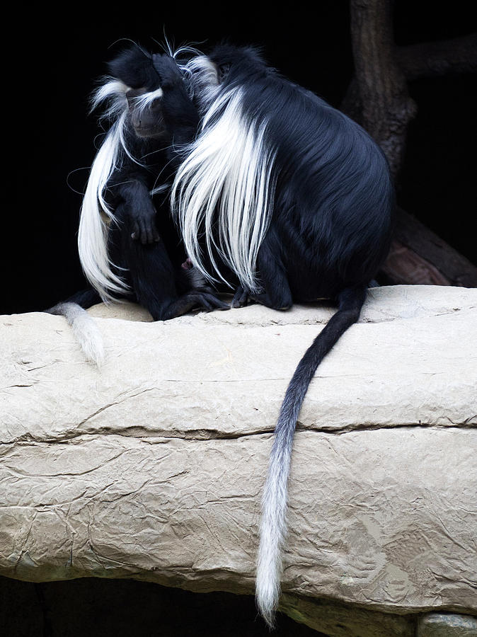 Lost in Cuddling - Black and white colobus monkeys  Photograph by Penny Lisowski