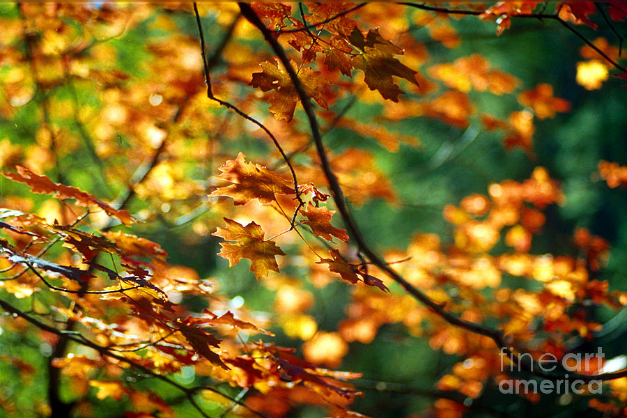 Fall Color Photograph - Lost in Leaves by Kathy McClure Fall Color Photograph - Lost in Leaves by Kathy McClure