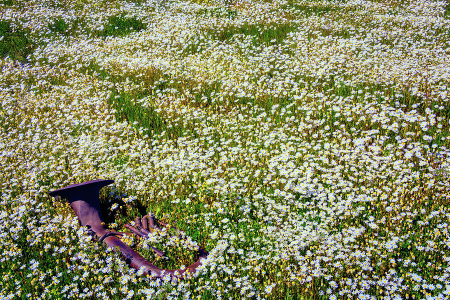 Lost in The Flowers Photograph by Garry Gay