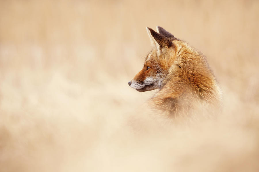 Fox Photograph - Lost in this Word - Red Fox in dry grass by Roeselien Raimond