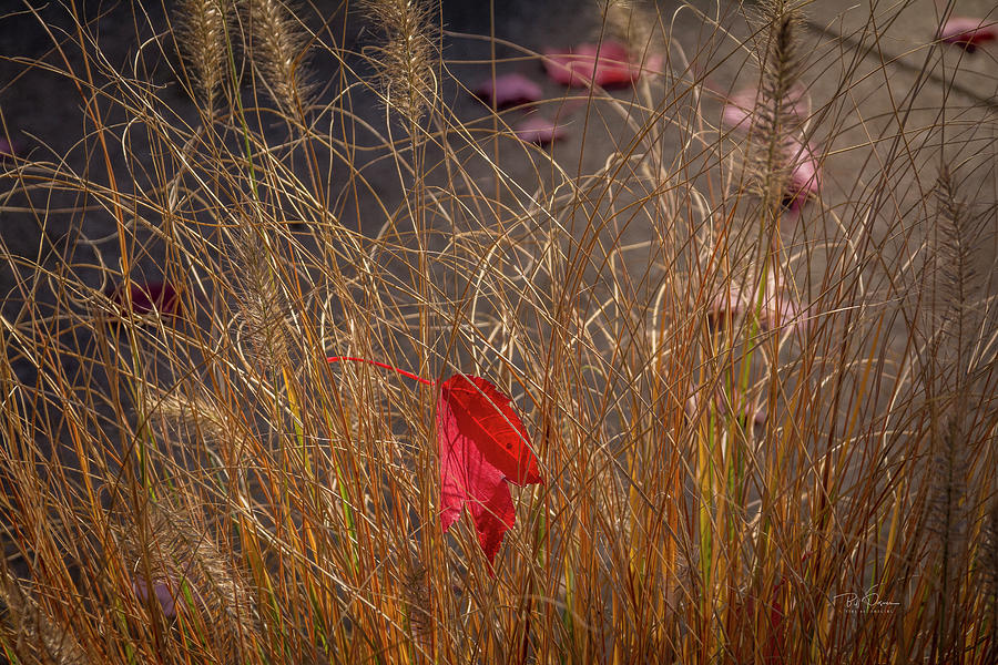 Lost in Weeds Photograph by Bill Posner