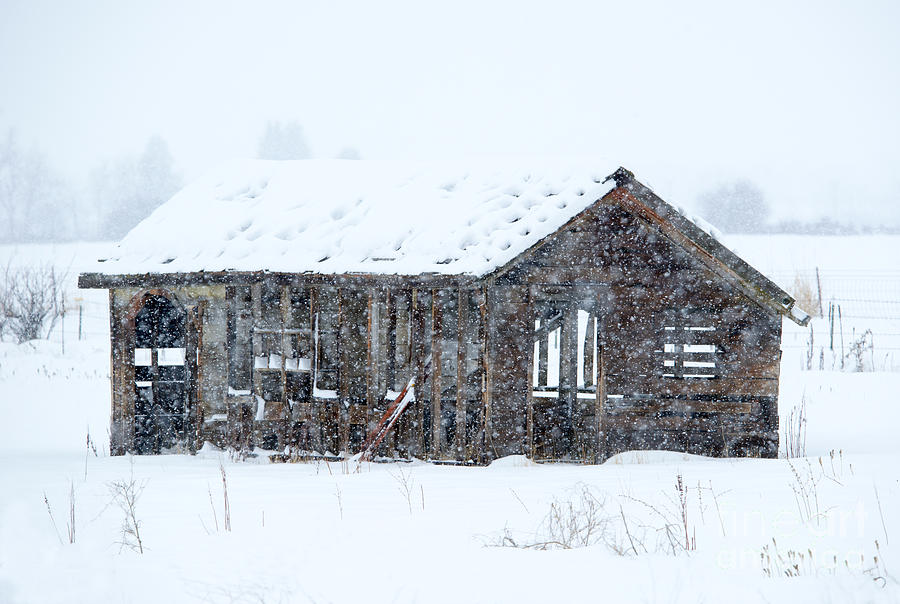 Winter Photograph - Lost in Winter by Michael Dawson