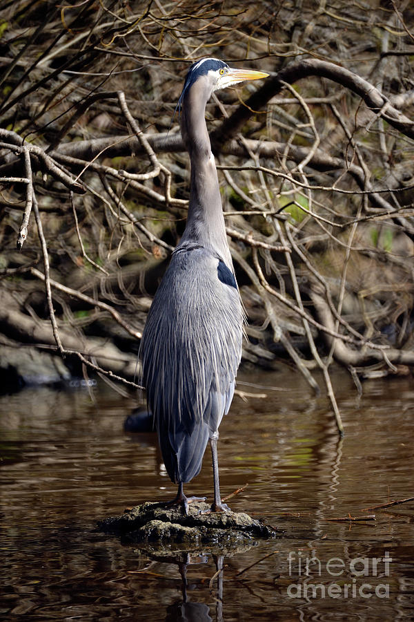 Lost Lagoon Great Blue Heron 3 Photograph by Terry Elniski