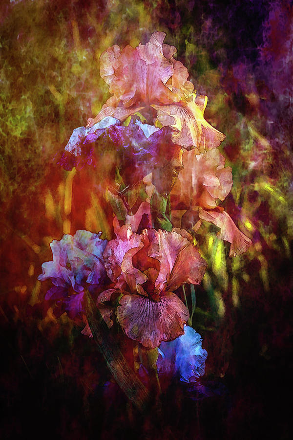 Lost Luxurious Color Irises In the Sunset 6656 LDP_2 Photograph by Steven Ward