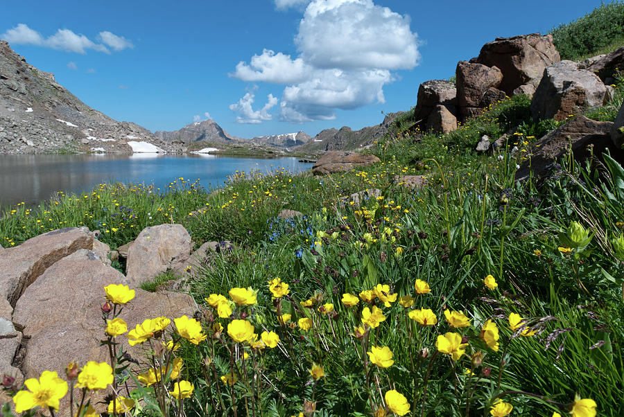 Lost Man Lake with Bright Yellow Wildflowers Photograph by Cascade Colors