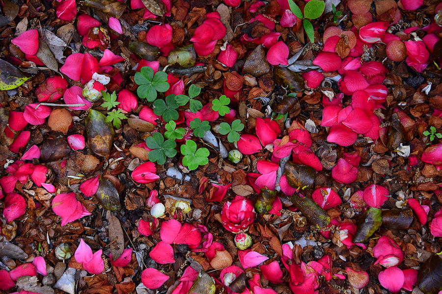 Lost Petals by Vince McCall Lost Petals by Vince McCall